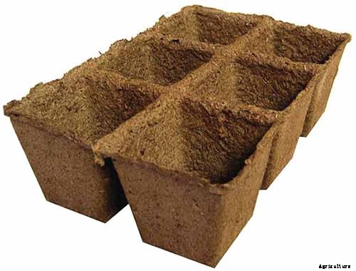 How to Grow and Care for Oakleaf Hydrangea