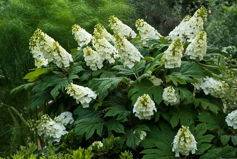 How to Grow and Care for Oakleaf Hydrangea