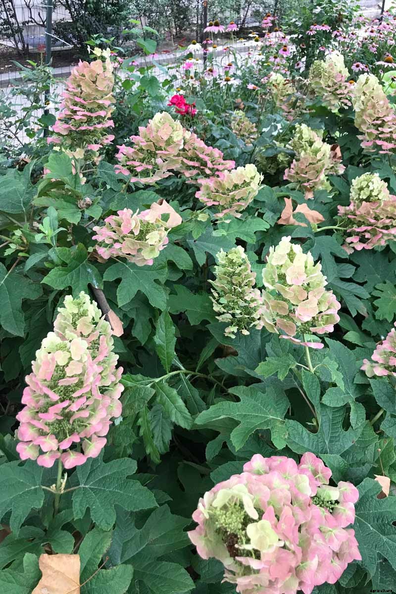 How to Grow and Care for Oakleaf Hydrangea