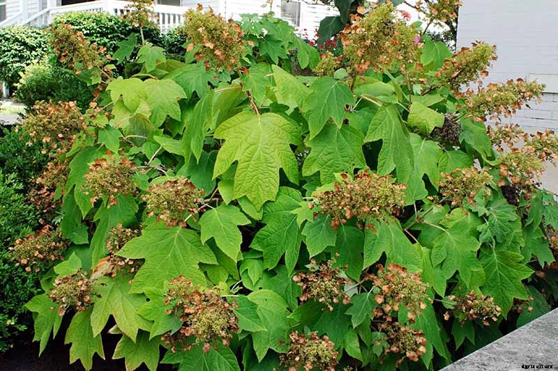 How to Grow and Care for Oakleaf Hydrangea