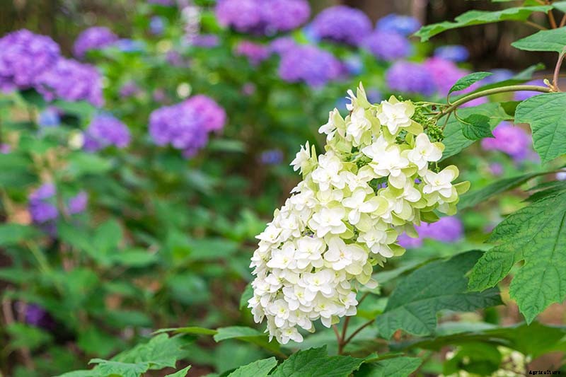 How to Grow and Care for Oakleaf Hydrangea