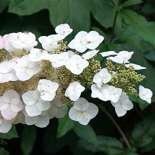 How to Grow and Care for Oakleaf Hydrangea