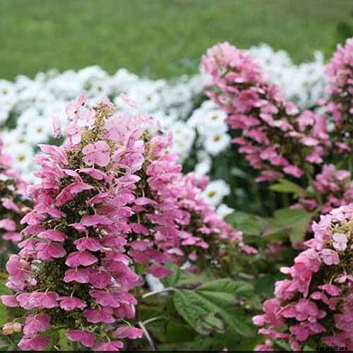 How to Grow and Care for Oakleaf Hydrangea