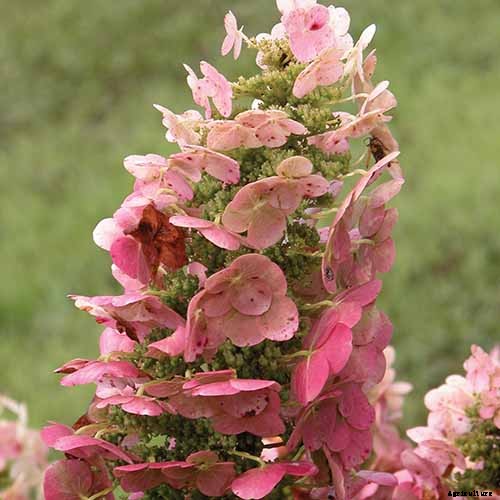 How to Grow and Care for Oakleaf Hydrangea