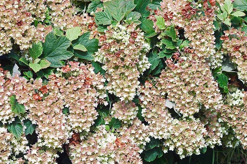 How to Grow and Care for Oakleaf Hydrangea