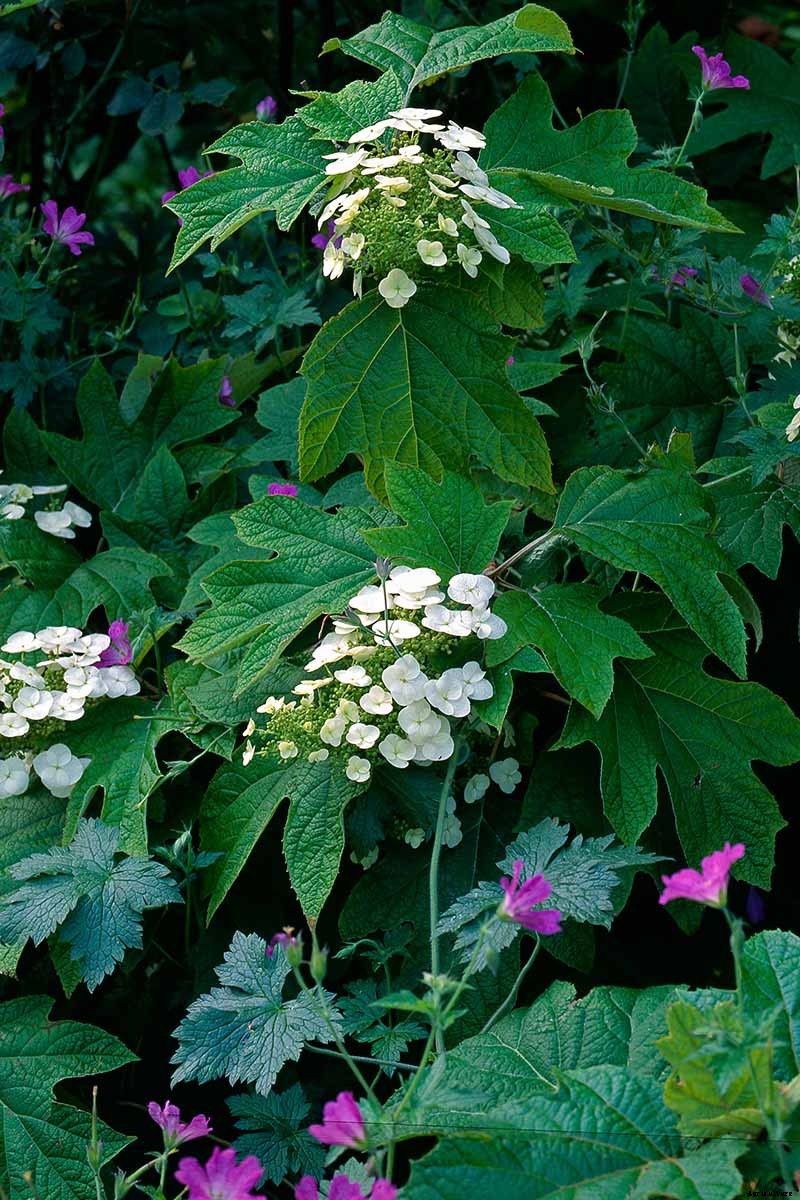 How to Grow and Care for Oakleaf Hydrangea