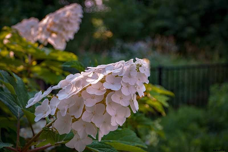 How to Grow and Care for Oakleaf Hydrangea