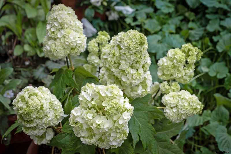 How to Grow and Care for Oakleaf Hydrangea