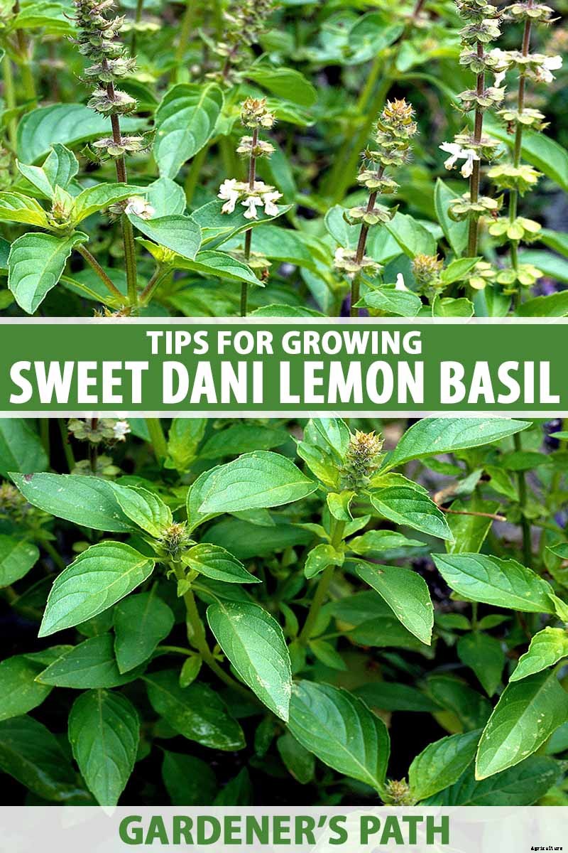 Tips for Growing ‘Sweet Dani’ Lemon Basil in Your Herb Garden