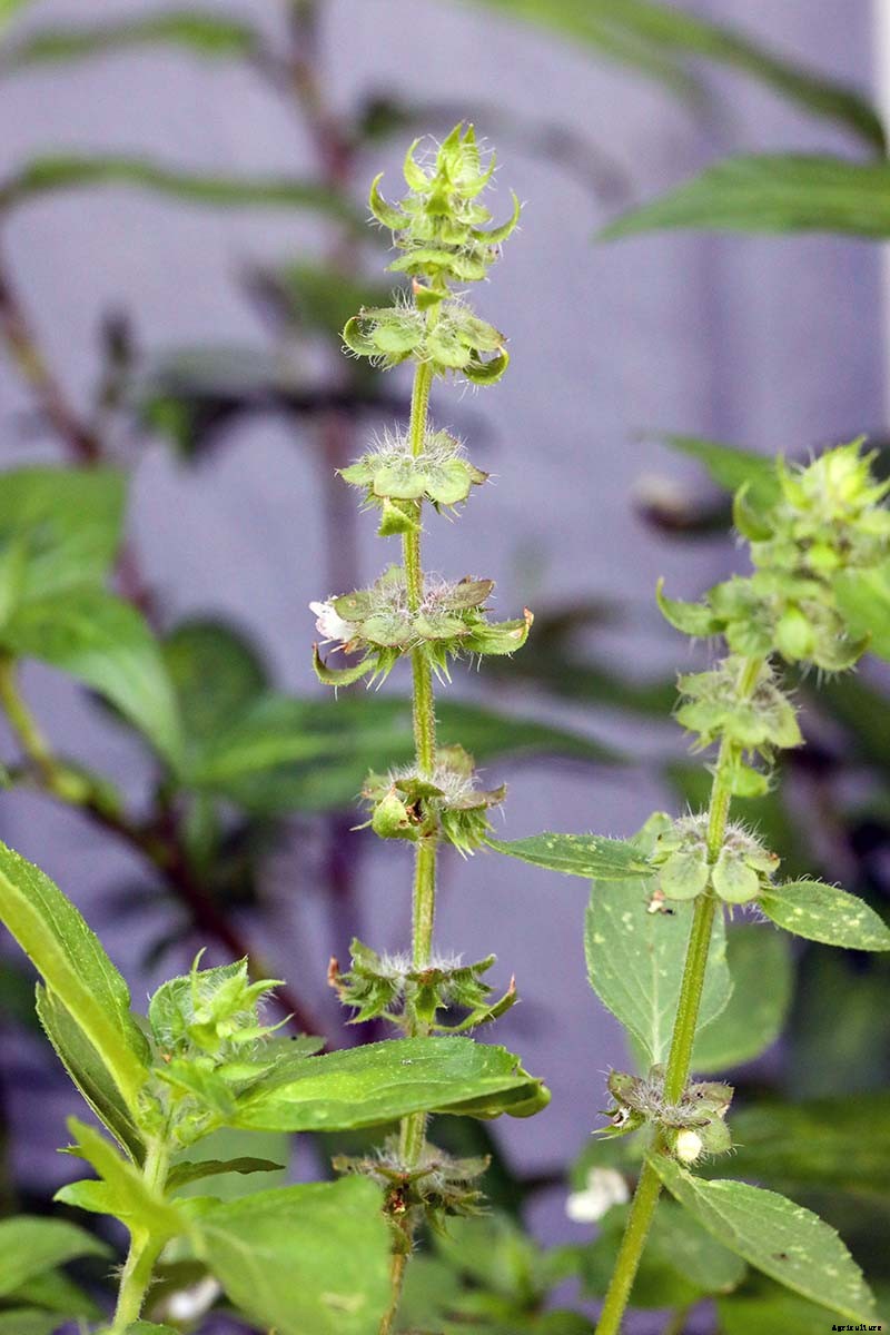 Tips for Growing ‘Sweet Dani’ Lemon Basil in Your Herb Garden