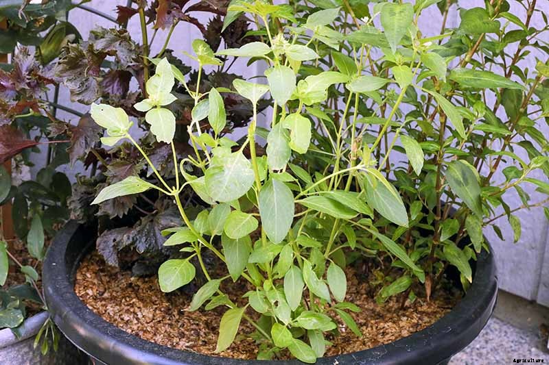 Tips for Growing ‘Sweet Dani’ Lemon Basil in Your Herb Garden