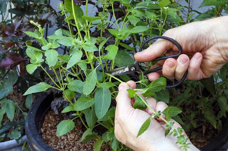 Tips for Growing ‘Sweet Dani’ Lemon Basil in Your Herb Garden