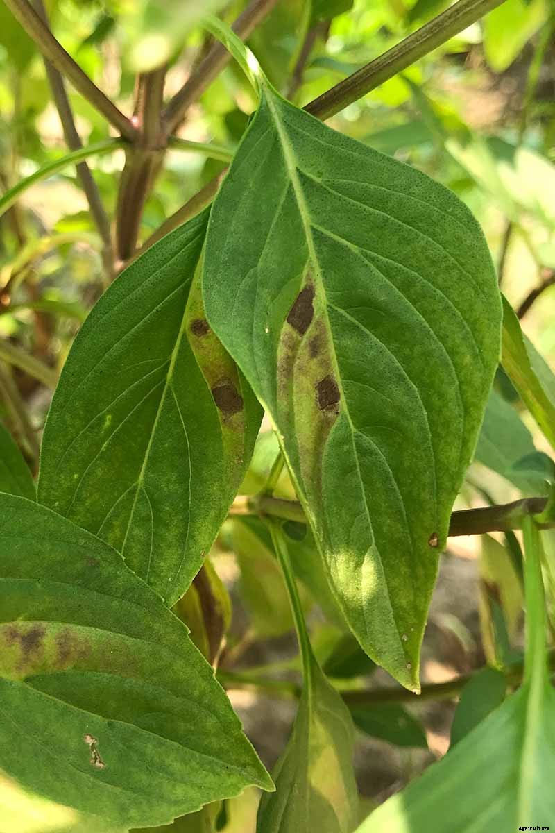 Tips for Growing ‘Sweet Dani’ Lemon Basil in Your Herb Garden