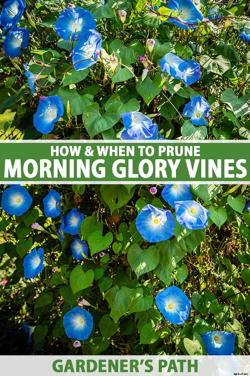 How and When to Prune Morning Glory Vines