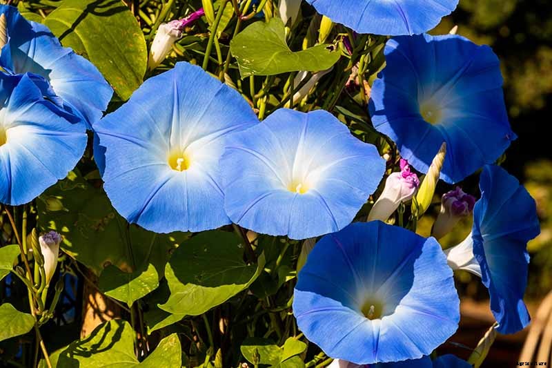 How and When to Prune Morning Glory Vines