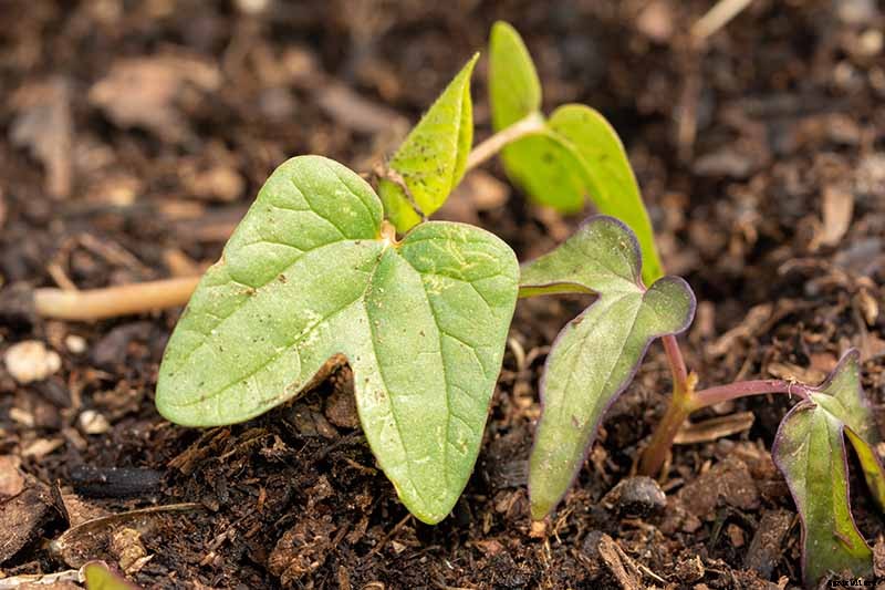 How and When to Prune Morning Glory Vines