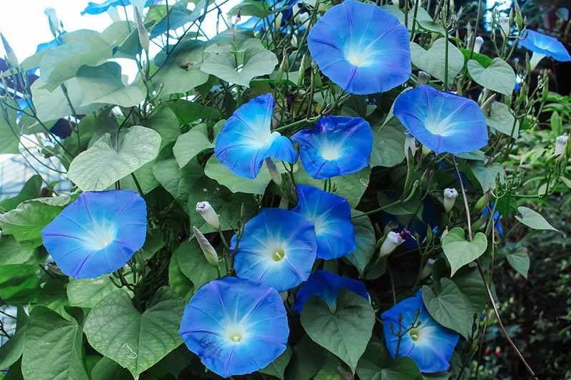 How and When to Prune Morning Glory Vines