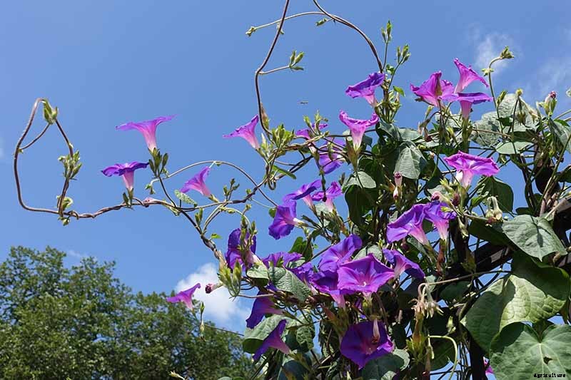 How and When to Prune Morning Glory Vines