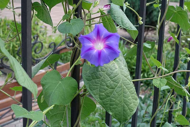 How and When to Prune Morning Glory Vines