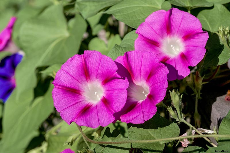 How and When to Prune Morning Glory Vines