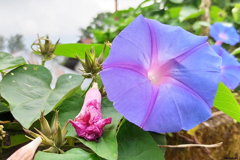 How and When to Prune Morning Glory Vines