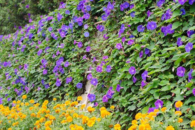 How and When to Prune Morning Glory Vines