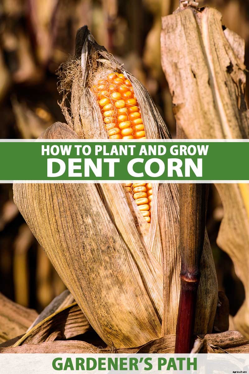 How to Grow Dent Corn in Your Backyard