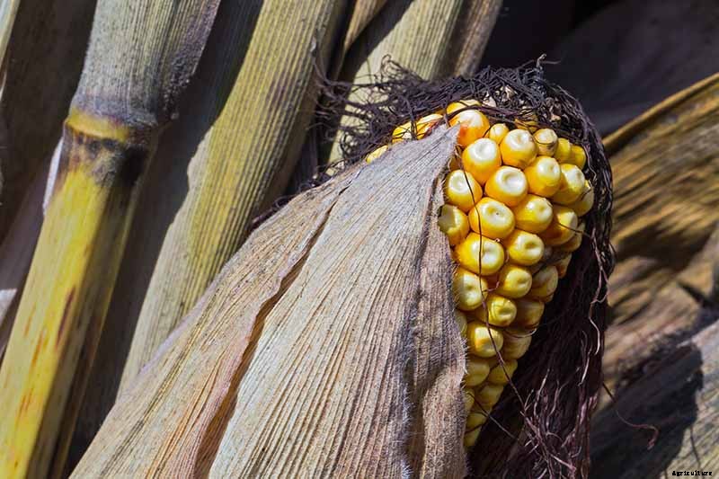 How to Grow Dent Corn in Your Backyard
