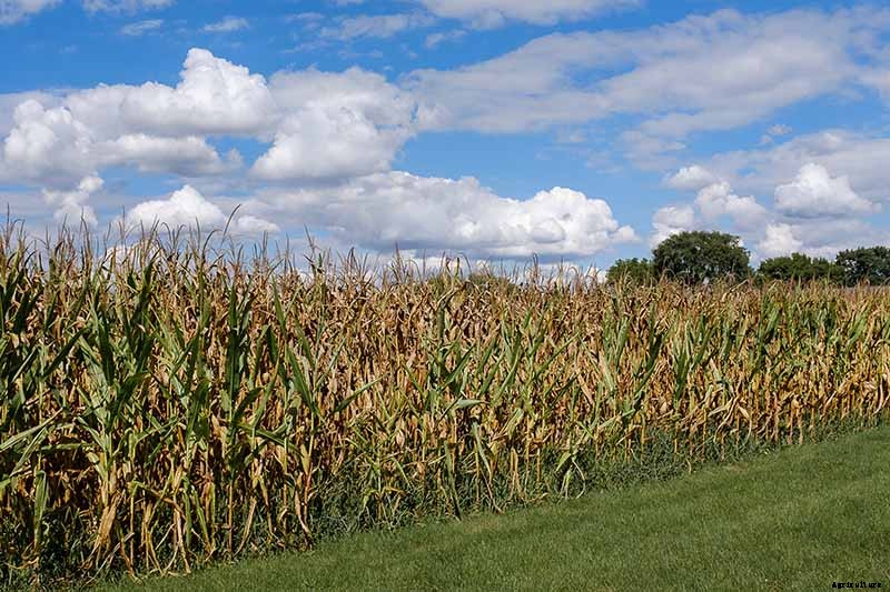 How to Grow Dent Corn in Your Backyard