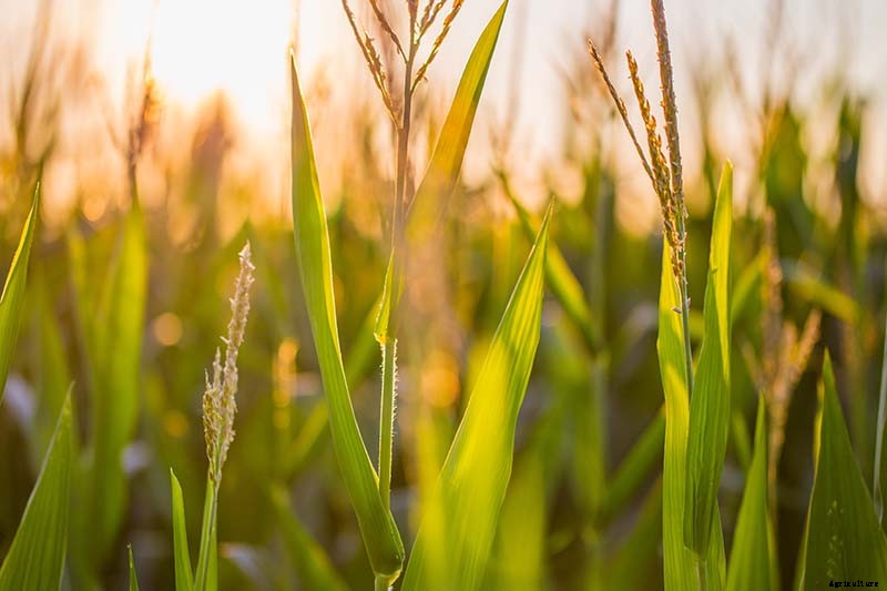 How to Grow Dent Corn in Your Backyard