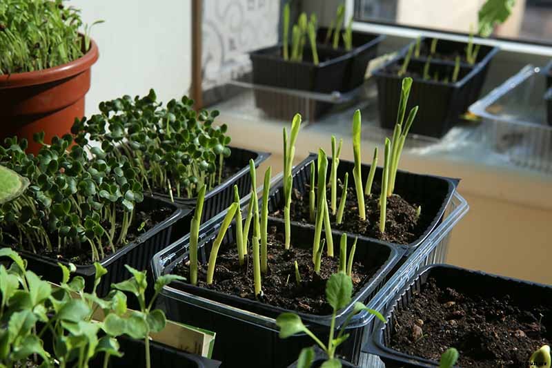 How to Grow Dent Corn in Your Backyard