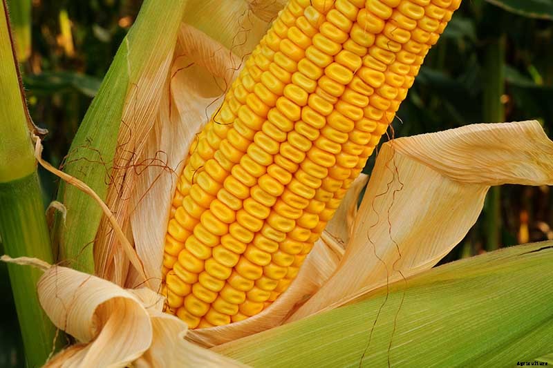 How to Grow Dent Corn in Your Backyard