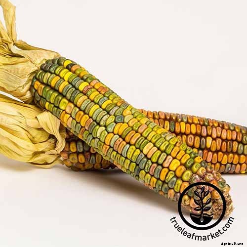 How to Grow Dent Corn in Your Backyard