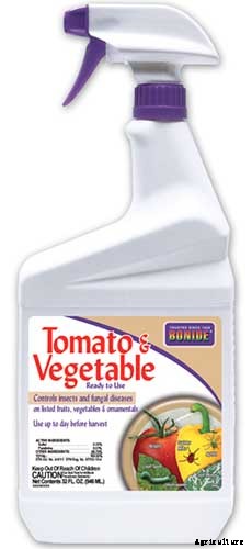 How to Grow Dent Corn in Your Backyard