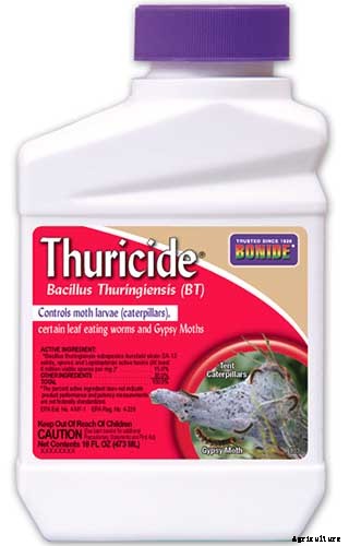 How to Grow Dent Corn in Your Backyard