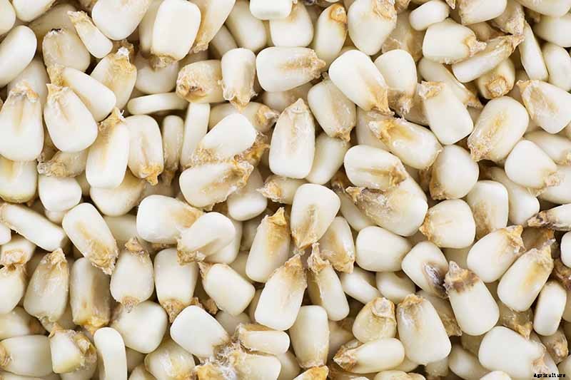 How to Grow Dent Corn in Your Backyard