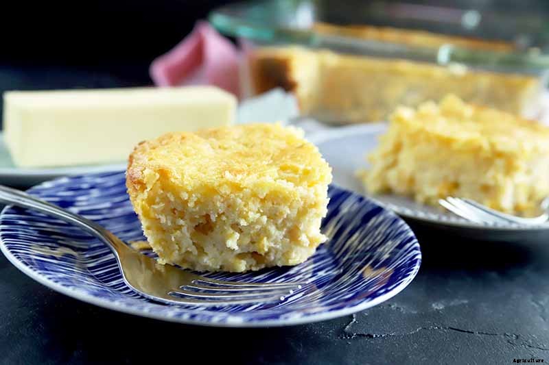 How to Grow Dent Corn in Your Backyard