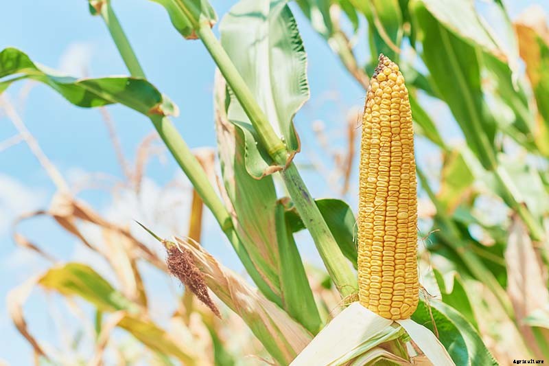 How to Grow Dent Corn in Your Backyard