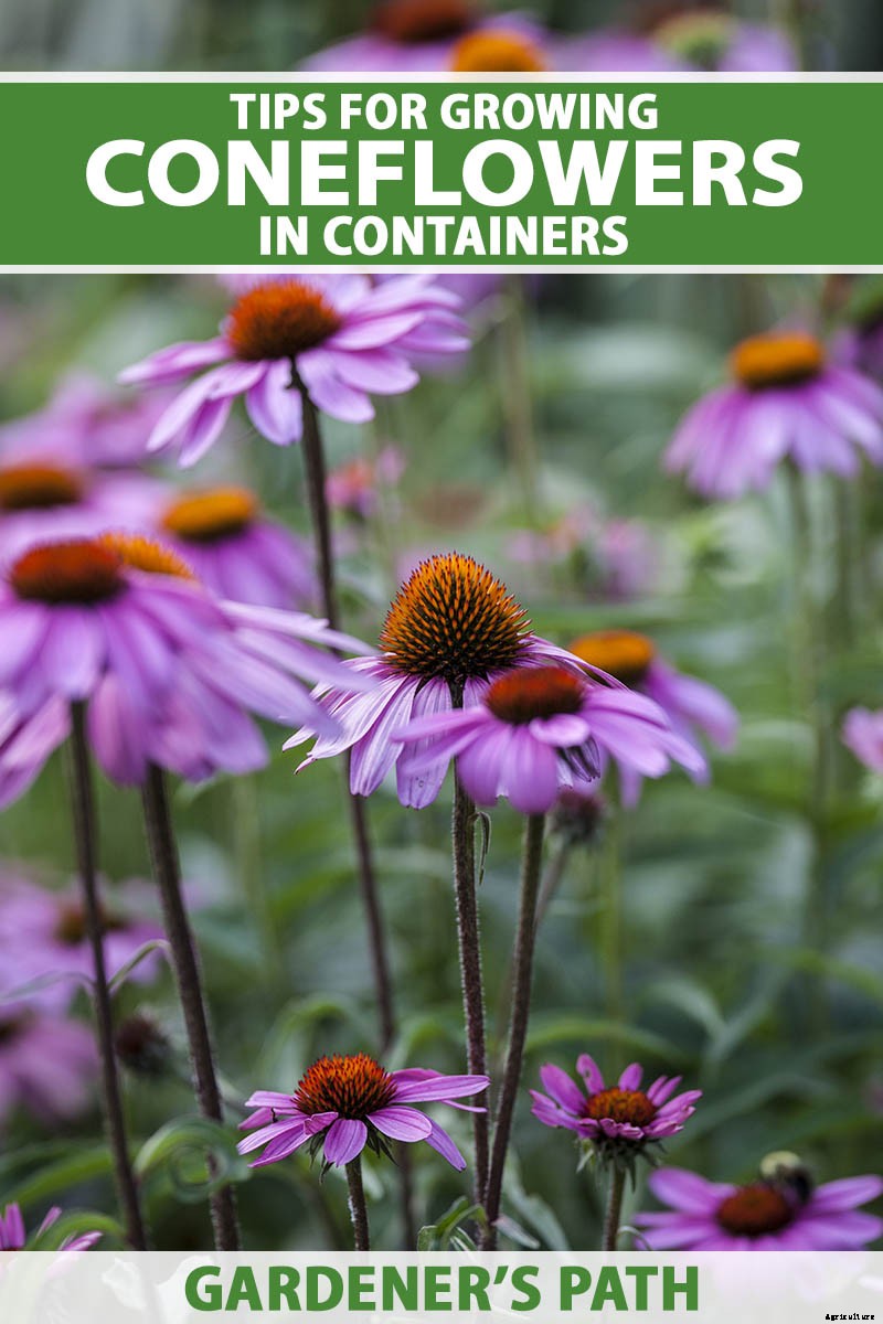 Tips for Growing Coneflowers in Containers
