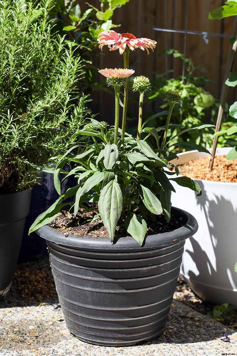 Tips for Growing Coneflowers in Containers