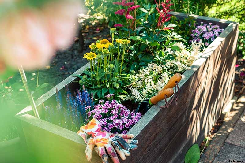 Tips for Growing Coneflowers in Containers