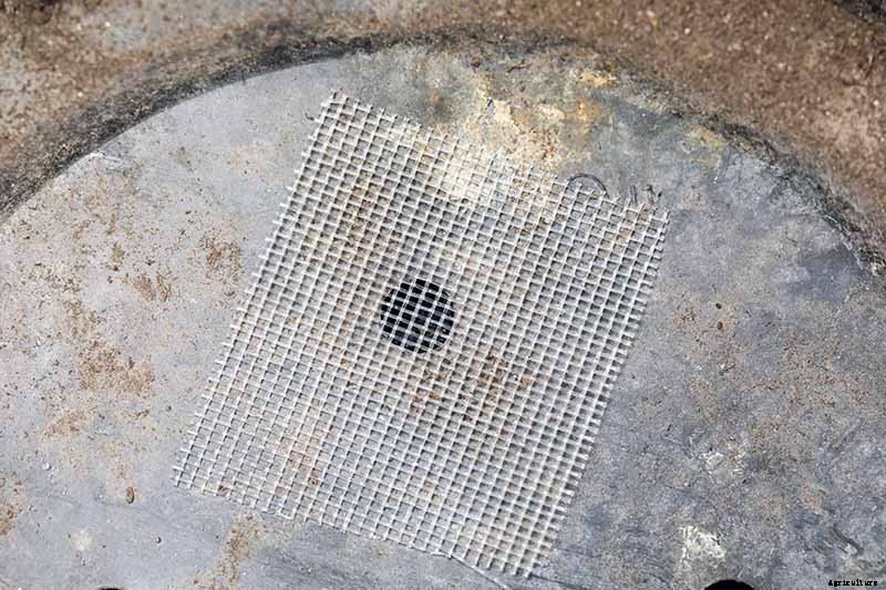 Tips for Growing Coneflowers in Containers