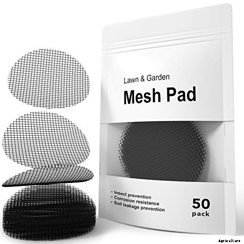 Tips for Growing Coneflowers in Containers