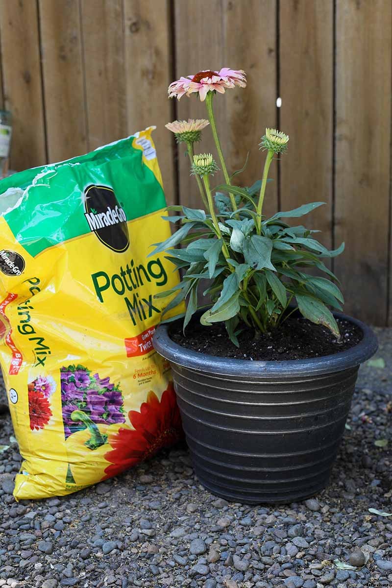 Tips for Growing Coneflowers in Containers