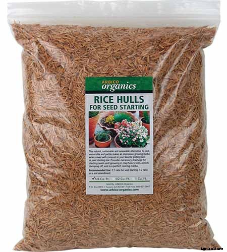 Tips for Growing Coneflowers in Containers