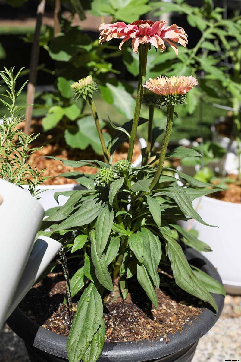 Tips for Growing Coneflowers in Containers
