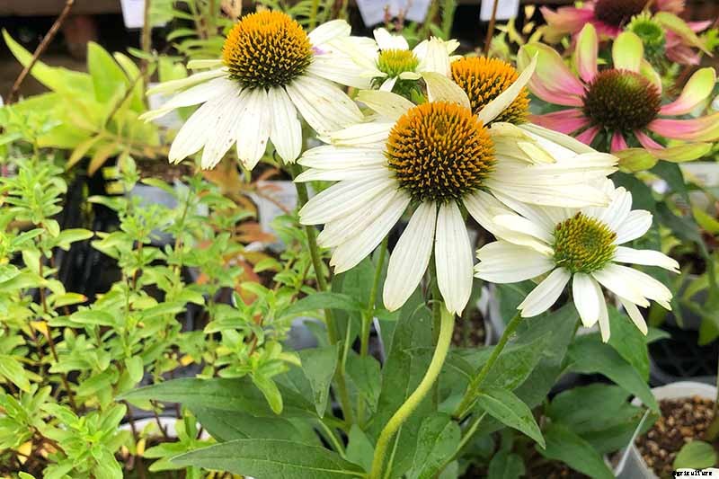 Tips for Growing Coneflowers in Containers