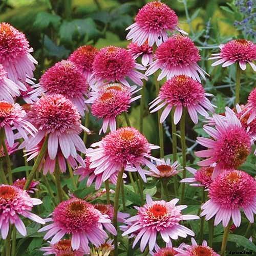 Tips for Growing Coneflowers in Containers