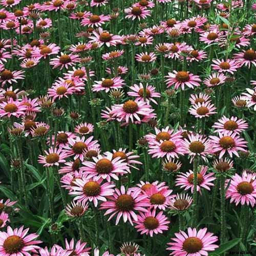 Tips for Growing Coneflowers in Containers