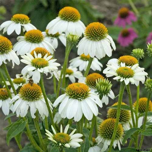 Tips for Growing Coneflowers in Containers